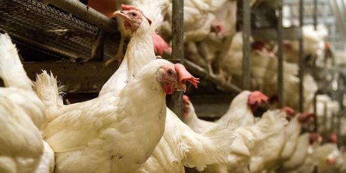 Fågelinfluensautbrott i Östergötland