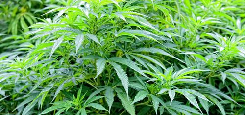 Beslag hävs - odlarens olja inte narkotika