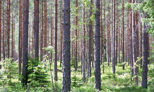 Starka skogsbolag tappar mot börsindex