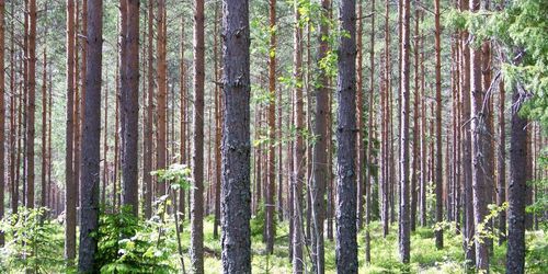 Starka skogsbolag tappar mot börsindex