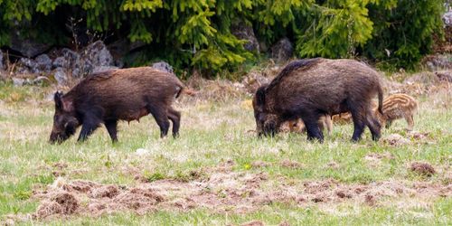 ”Ökade viltskador med regeringens utfodringsförslag”