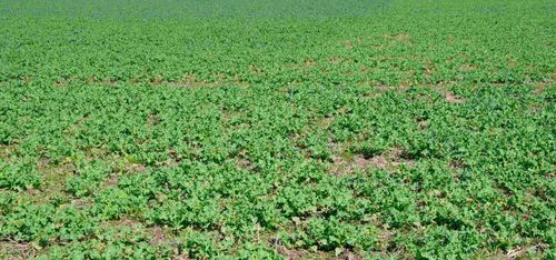 Rekordår i fjol – nu minskar höstrapsen