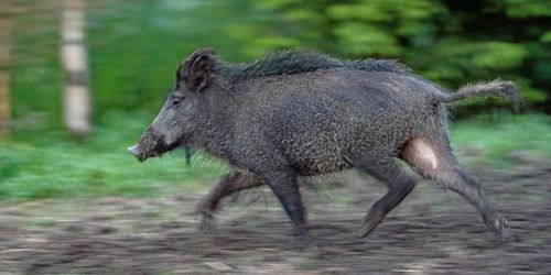 Ystad tar krafttag mot vildsvinsexplosion