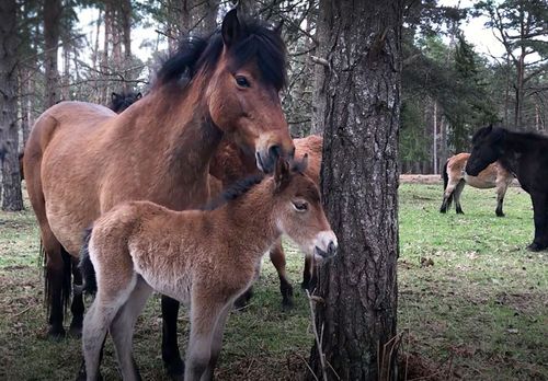 Ett brunt stoföl blev årets första på Lojsta hed. Mamman heter Catinka.