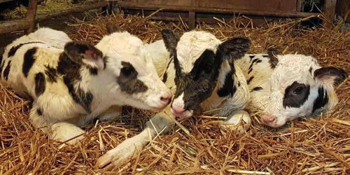 Kossan Sally överraskade med trillingar