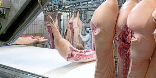 Stigande grispris på osäker marknad