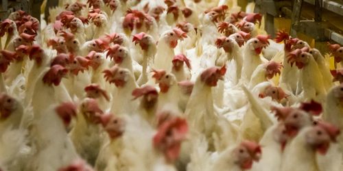Stor värphönsgård drabbad av fågelinfluensa