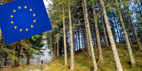 Lägre krav på skogsbruket i förslag för hållbarhetskriterier
