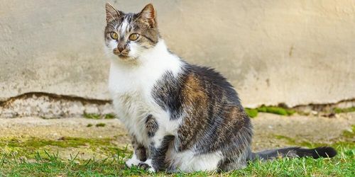 Alla ladugårdskatter ska steriliseras