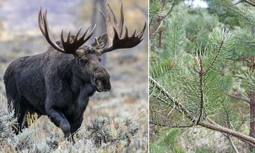 Betesskador från älg kostar över 7 miljarder per år