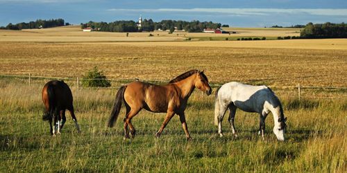 Isabella Lövin: Gödselförslag blir inte verklighet