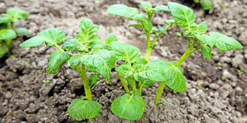 Oro för att rester sprider smitta