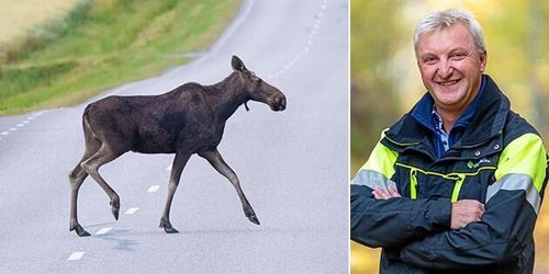 Älgkalvarnas slaktvikt sjunker kraftigt