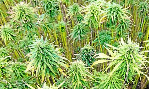 Hovrätten avgör CBD-oljans framtid