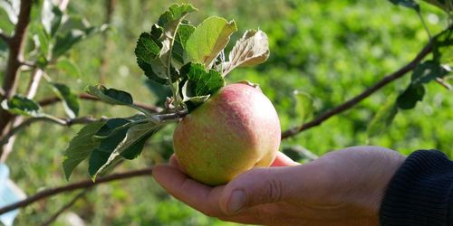 Nära odlarsamarbete bar frukt