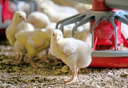 "Kycklingproducenterna överväger att sluta helt"