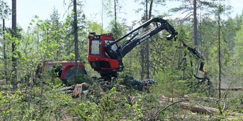 Avverkningar sänker Finlands kolsänka