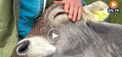 Myser med matte – se kon som snarkar