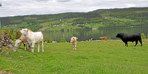 Naturvårdsverket: Prioritera klimat och mångfald