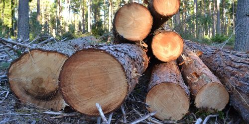 Brandrisken bromsar virkesflödet