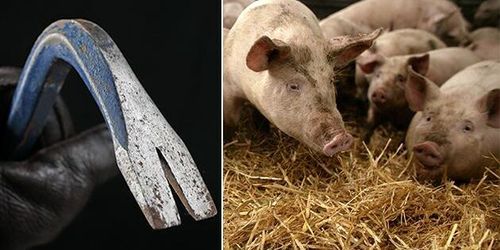 Nu ska forskare studera hoten mot djurbönder