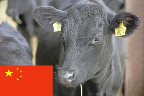 Kina klonar kalvar