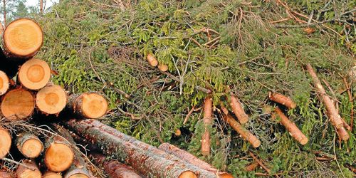 Södras modell sprider vinsterna till skogsägarna