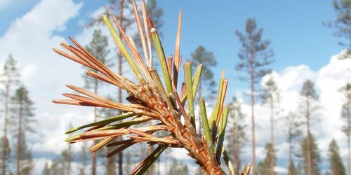 Nytt webbverktyg avslöjar skador i skogen