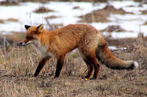 Polis fick kallas till stövartävling