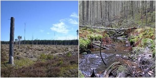 Delade meningar om biologisk mångfald