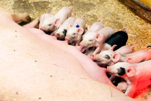 Nu söks nya svar om spädgrisdiarré