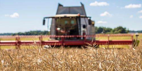 Årets rapsskörd ser bra ut – här är orsakerna