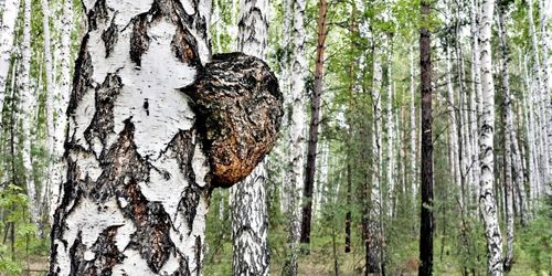 Svampen ska få pengarna att ticka in
