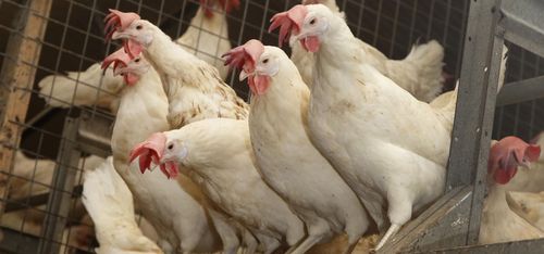 Drabbad bonde överklagar ersättning