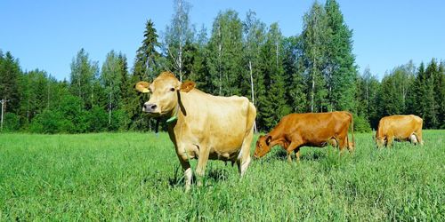 ”Lantraserna är en outnyttjad resurs”