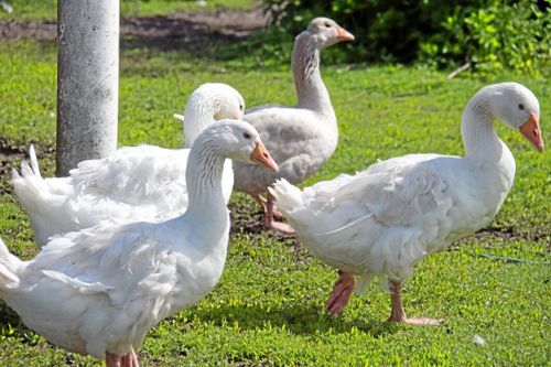 Forskare testar att göra mat av fjädrar