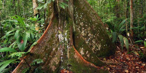 Ursprungsbefolkning uppmanar till importstopp