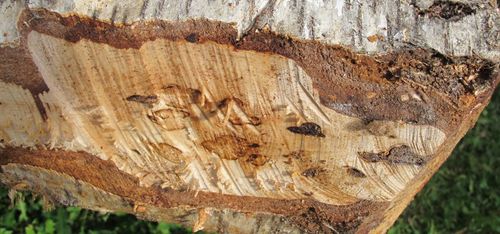 Björk för hundratals kronor kilot