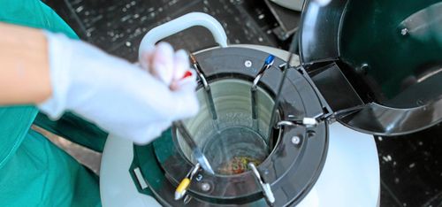 Tjurars fruktsamhet under lupp