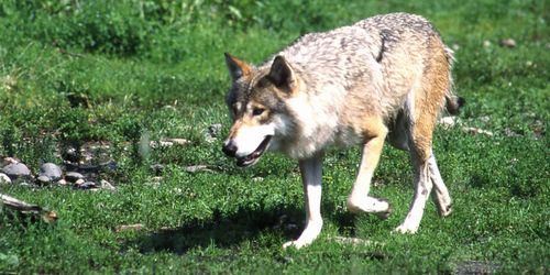 Varg dödade ponnyer