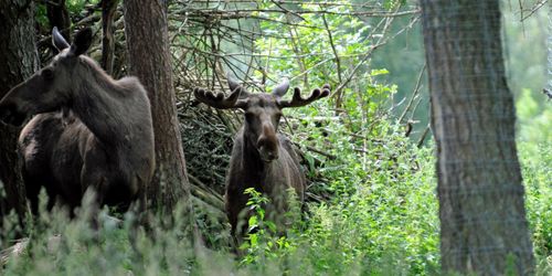 ”En balanserad älgstam förutsätter lokal dialog”