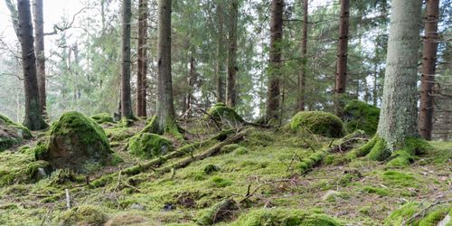 Skyddade skogar sköts dåligt
