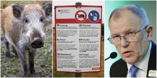 Kommissionär: Vildsvinsjakt nödvändigt för att stoppa smitta