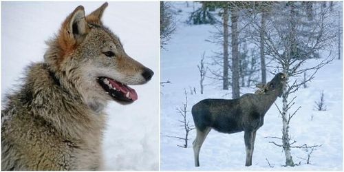 Varg ingen lösning på betesskador