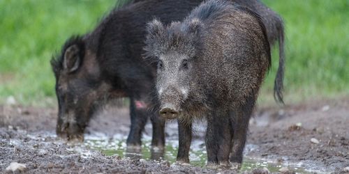Höga halter cesium i vildsvinskött