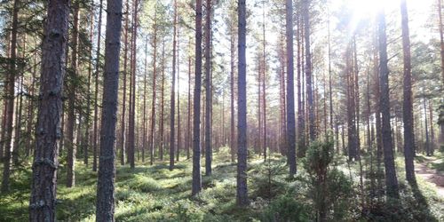 ”Låt Sveaskog satsa rejält på naturturism”