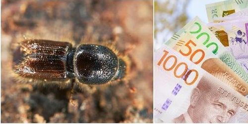 Så vill oppositionen satsa på lantbruket 2020