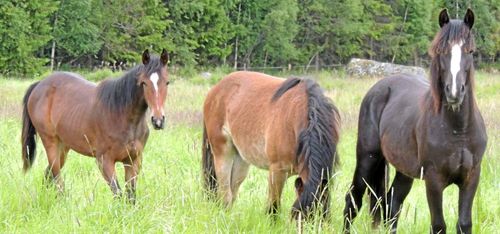 Skövde slakteris ägare startar hästslakt