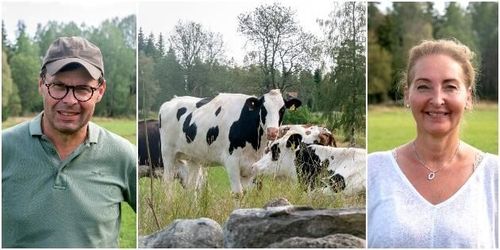 ATL TV: De tjänar pengar på gamla mjölkkor