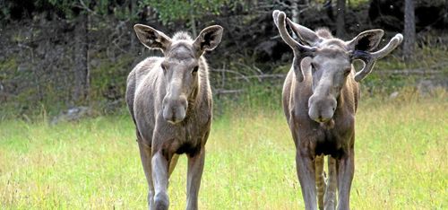 CWD-smittad älg hittad i Finland